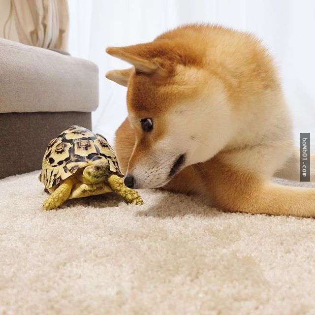 ▼这是在玩…大眼瞪小眼吗?