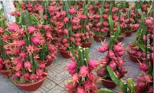 他本來只是一時好玩試著種「火龍果種子盆栽」，結果居然種出神奇到可以結果的火龍果樹！