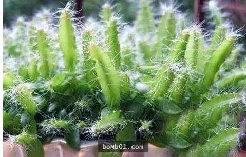 他本來只是一時好玩試著種「火龍果種子盆栽」，結果居然種出神奇到可以結果的火龍果樹！