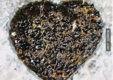 他本來只是一時好玩試著種「火龍果種子盆栽」，結果居然種出神奇到可以結果的火龍果樹！