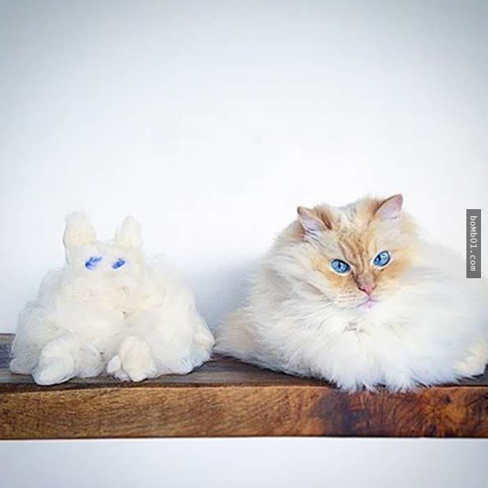 这绝对是你此生看过「最像云一样软萌」的猫咪,还没看到最后大家的小