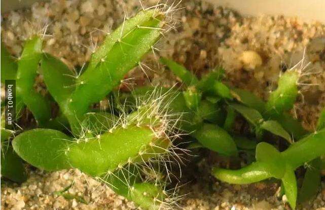 他本來只是一時好玩試著種「火龍果種子盆栽」，結果居然種出神奇到可以結果的火龍果樹！