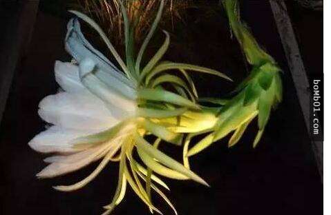 他本來只是一時好玩試著種「火龍果種子盆栽」，結果居然種出神奇到可以結果的火龍果樹！