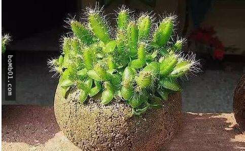 他本來只是一時好玩試著種「火龍果種子盆栽」，結果居然種出神奇到可以結果的火龍果樹！