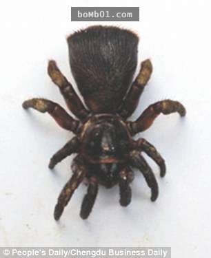 中國村民意外抓到「目前只發現6隻」的最古老蜘蛛，看到牠的腹部村民們都直呼實在太奇異了！