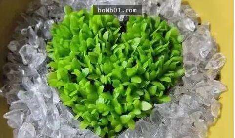 他本來只是一時好玩試著種「火龍果種子盆栽」，結果居然種出神奇到可以結果的火龍果樹！