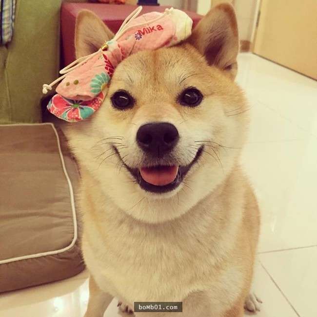 why pets are the best