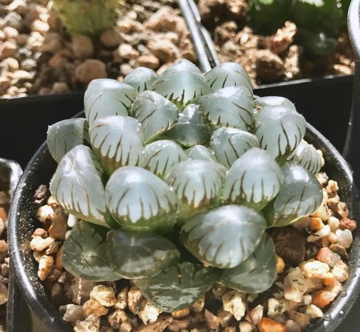 像種一盆小水晶 超萌植栽 透明感多肉 正夯肥美葉片越看越療癒 Bomb01 像種一盆小水晶 超萌植栽 透明感多肉 正夯肥美葉片越看越療癒 Bomb01