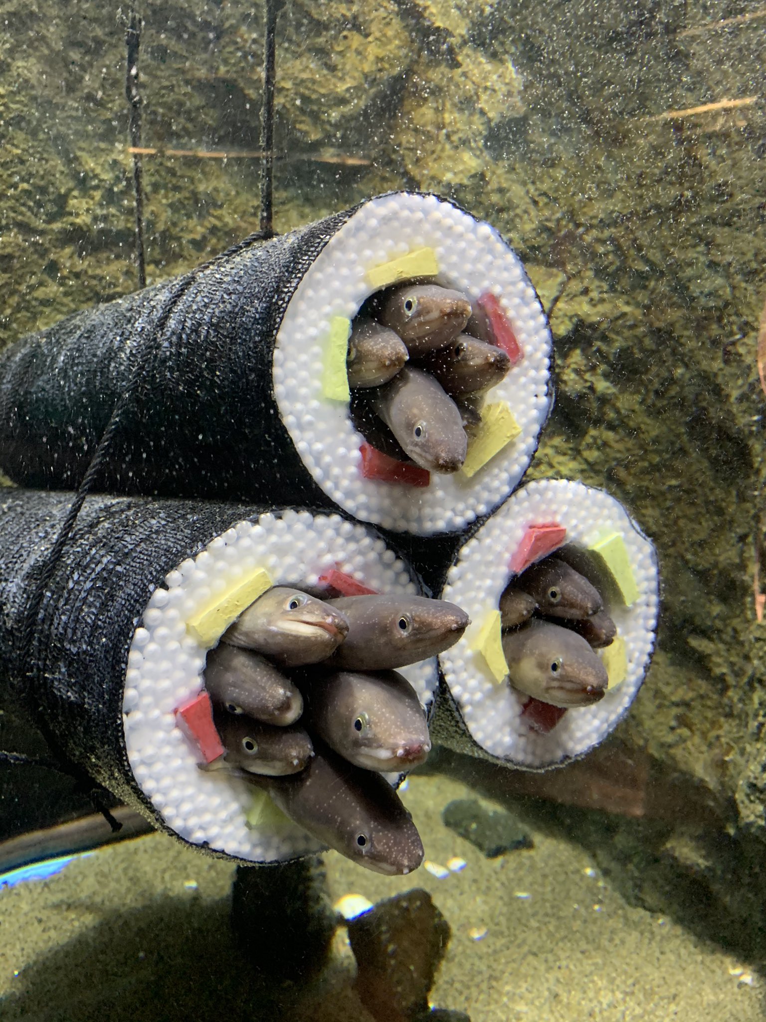 滿餡了 水族箱安裝 壽司卷 呆萌鰻全進去湊熱鬧網笑翻 Bomb01 滿餡了 水族箱安裝 壽司卷 呆萌鰻全進去湊熱鬧網笑翻 Bomb01
