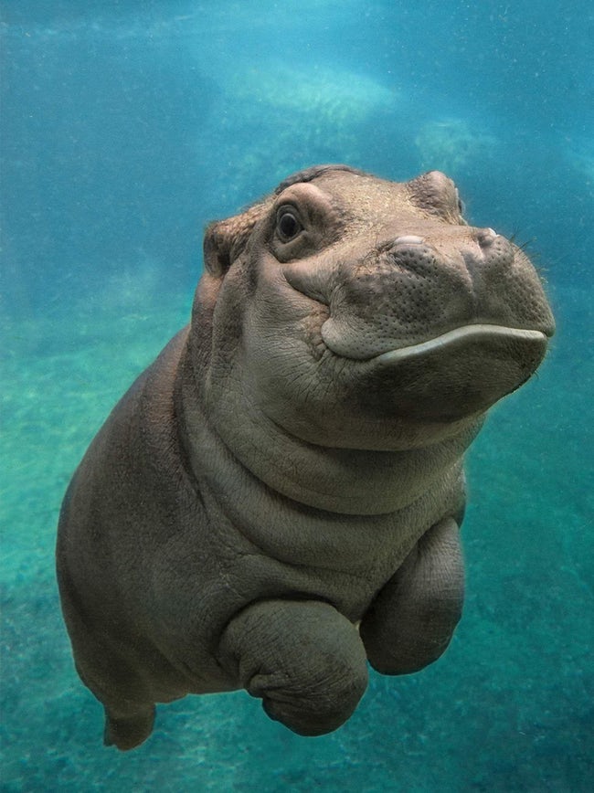 認識陸上最強生物 11張幼年河馬的 肉嘟嘟萌照 開懷大笑太有治癒力 Bomb01