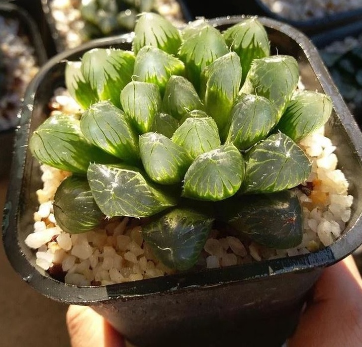 像種一盆小水晶 超萌植栽 透明感多肉 正夯肥美葉片越看越療癒 Bomb01 像種一盆小水晶 超萌植栽 透明感多肉 正夯肥美葉片越看越療癒 Bomb01