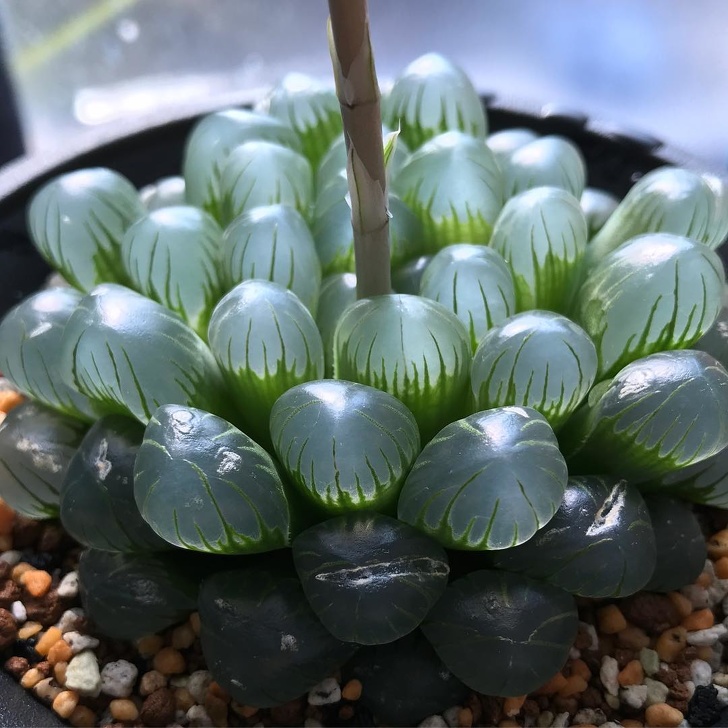 像種一盆小水晶 超萌植栽 透明感多肉 正夯肥美葉片越看越療癒 Bomb01 像種一盆小水晶 超萌植栽 透明感多肉 正夯肥美葉片越看越療癒 Bomb01