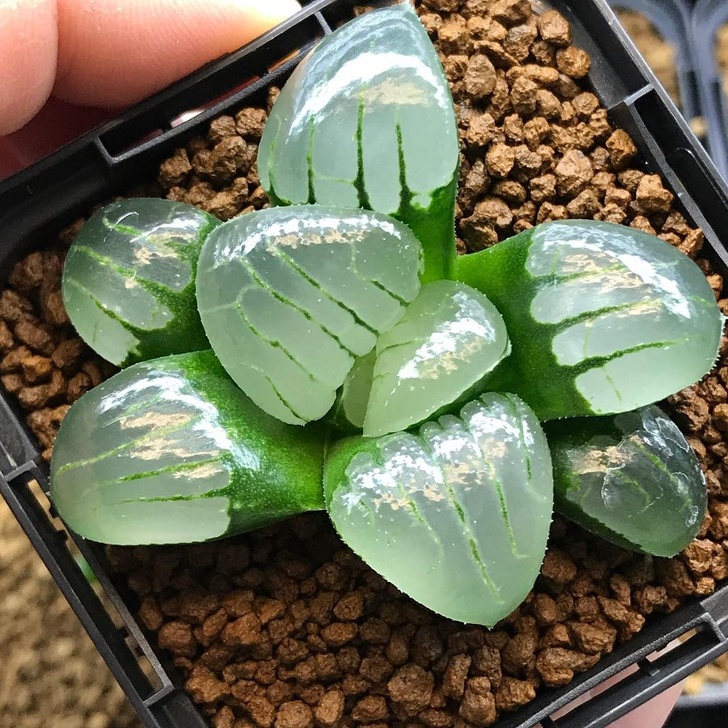 像種一盆小水晶 超萌植栽 透明感多肉 正夯肥美葉片越看越療癒 Bomb01 像種一盆小水晶 超萌植栽 透明感多肉 正夯肥美葉片越看越療癒 Bomb01