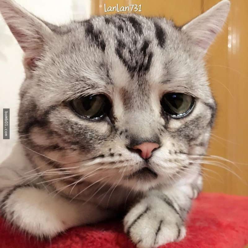 每次看到它无辜的眼神整颗心都被融化了!