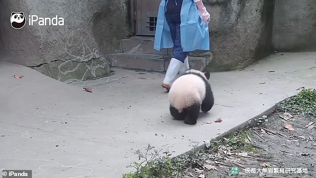 我不許你走 黏人熊貓寶寶 緊追飼育員 最後見關門還 失落綜藝摔 Bomb01 我不許你走 黏人熊貓寶寶 緊追飼育員 最後見關門還 失落綜藝摔 Bomb01