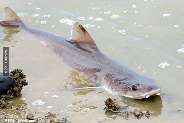 ▼这种类型的鲨鱼没有牙齿,所以没有出现过攻击人类的事件.