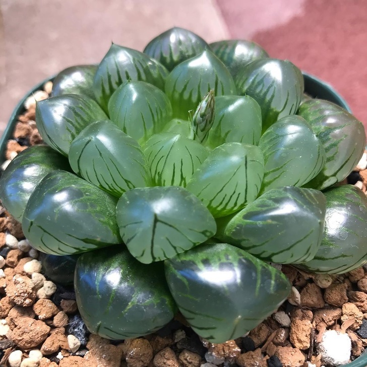像種一盆小水晶 超萌植栽 透明感多肉 正夯肥美葉片越看越療癒 Bomb01 像種一盆小水晶 超萌植栽 透明感多肉 正夯肥美葉片越看越療癒 Bomb01