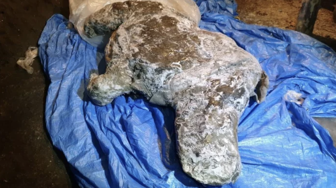 冰河融化現出 罕見史前生物 深埋萬年 披毛犀 露真面目 80 完好 Bomb01