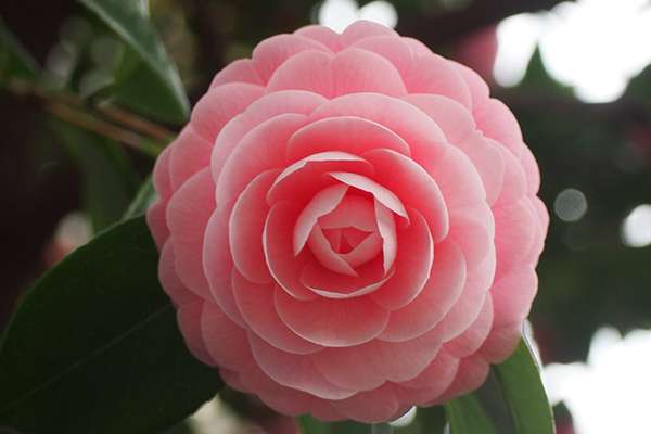 日本公園發現 少女茶花 完美到不可思議全球網友驚嘆 日本連花都這麼精緻