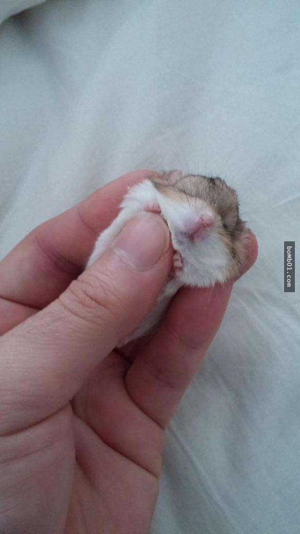 日本网友拿「手机棉被」当做仓鼠的被窝,超可爱的睡颜保证让人一秒被