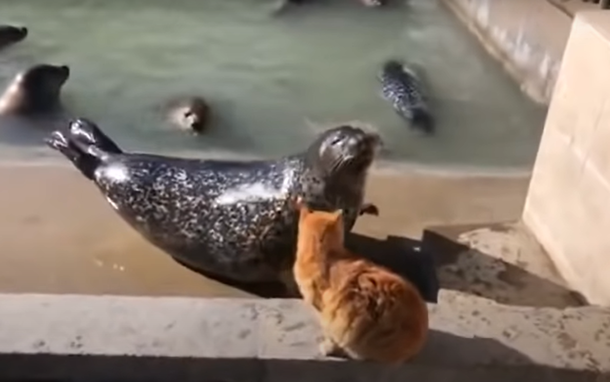 胖海豹爽曬太陽 路過橘貓 巴掌拍頭 牠委屈巴巴滾回水裡 陸地生物好可怕qq Bomb01 胖海豹爽曬太陽 路過橘貓 巴掌拍頭 牠委屈巴巴滾回水裡 陸地生物好可怕qq Bomb01