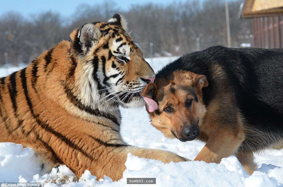 他们把狗狗放进老虎的地盘时遭怒斥无脑,但是下一幕的画面让大家猛揉