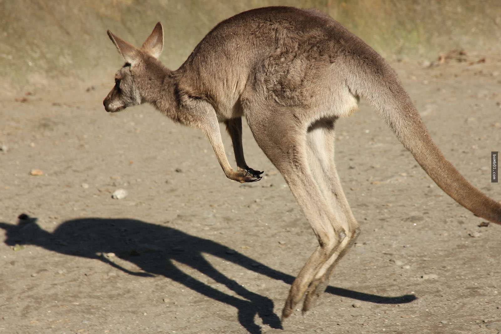 全澳洲体型最大的「红袋鼠」原来长这样…看到最后一张它肌情四射的