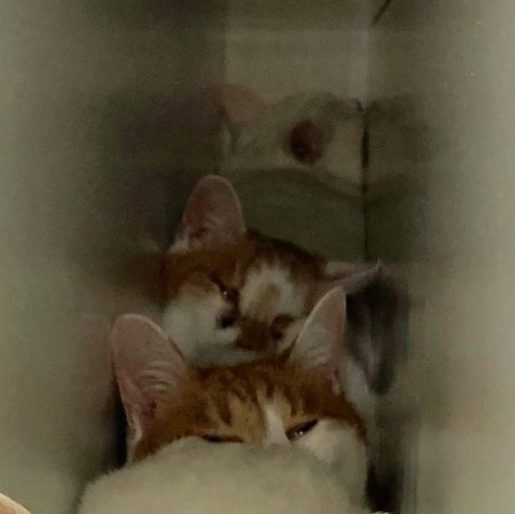 陌生客人来…4只猫咪受惊「全躲柜子里」　网笑：猫咪的防空洞～插图2