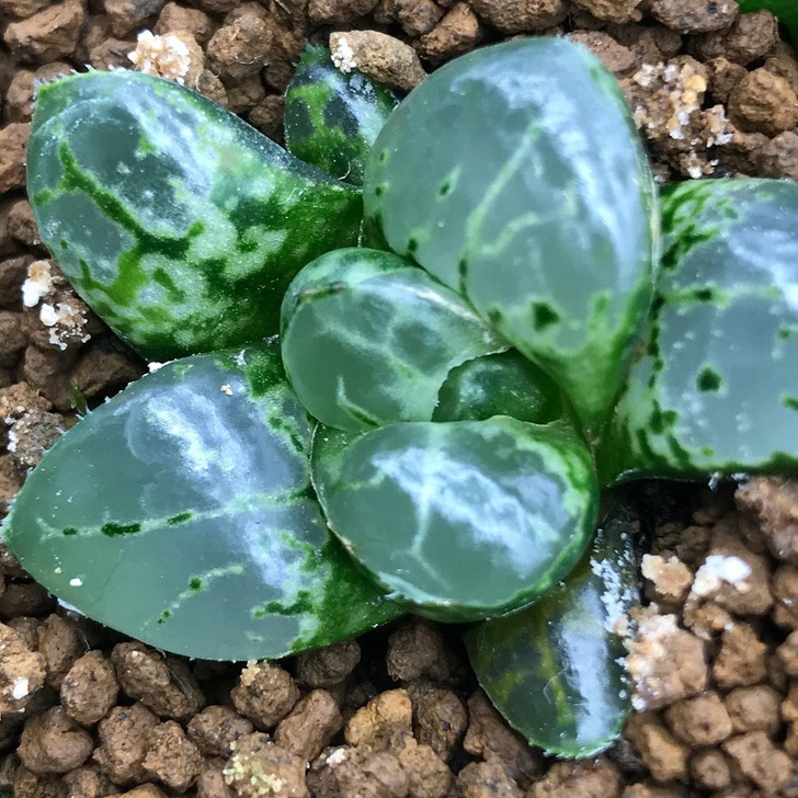像種一盆小水晶 超萌植栽 透明感多肉 正夯肥美葉片越看越療癒 Bomb01 像種一盆小水晶 超萌植栽 透明感多肉 正夯肥美葉片越看越療癒 Bomb01