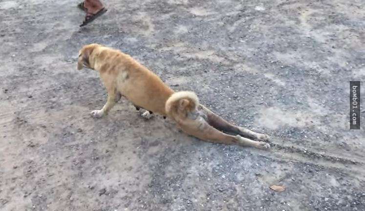 ▼刚开始看到这只后腿无法动弹的狗狗,大部分人都会觉得心酸.