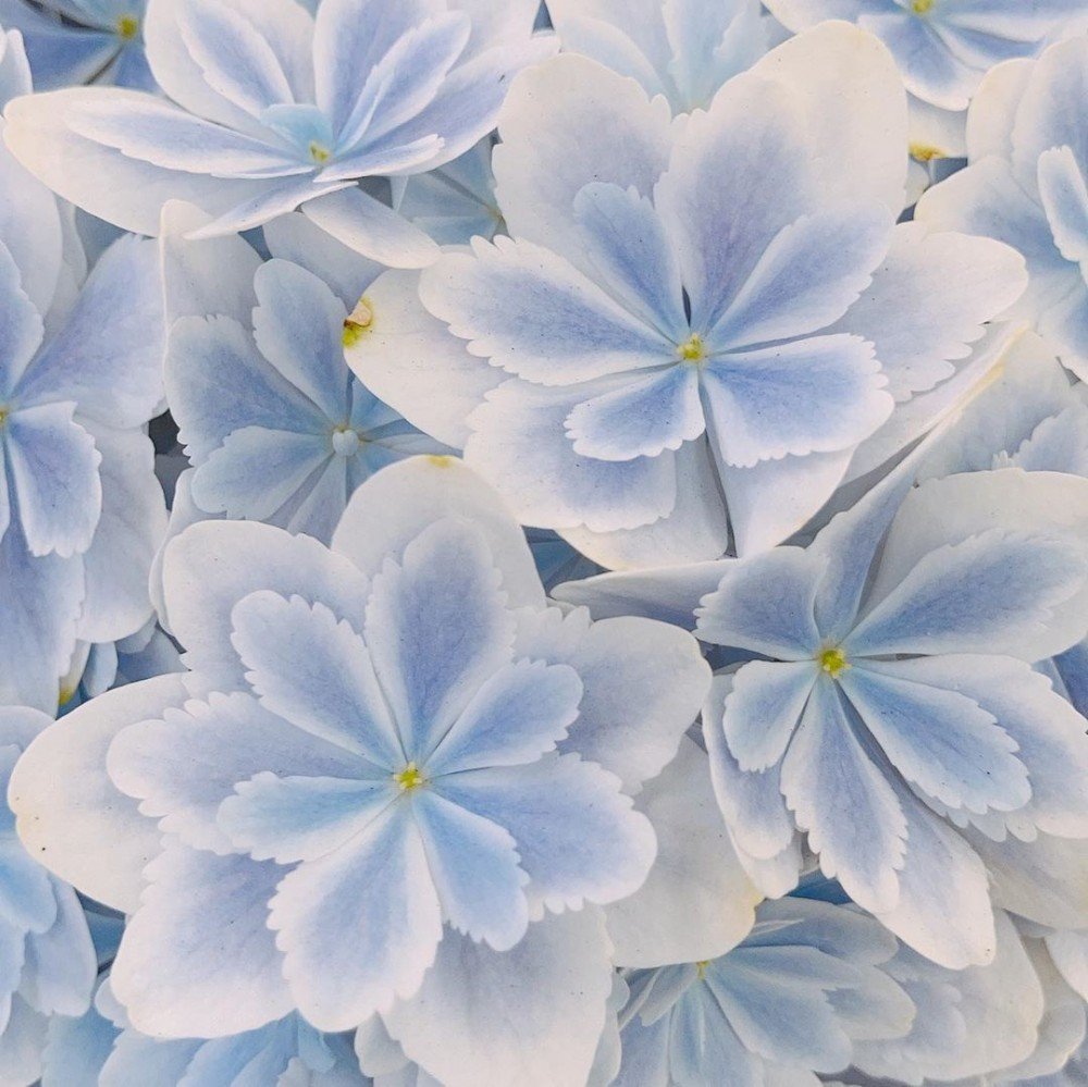 這繡球花好美 日本浪漫新品種 萬華鏡紫陽花 渲暈 雙色漸層 融化少女心 Bomb01 這繡球花好美 日本浪漫新品種 萬華鏡紫陽花 渲暈 雙色漸層 融化少女心 Bomb01