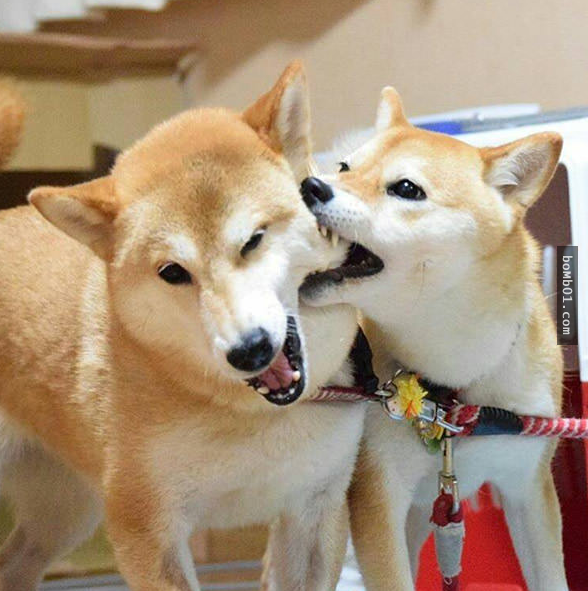 这对柴犬一开始还很温柔地放闪,但是一眨眼后出现的「超浓烈放闪行为