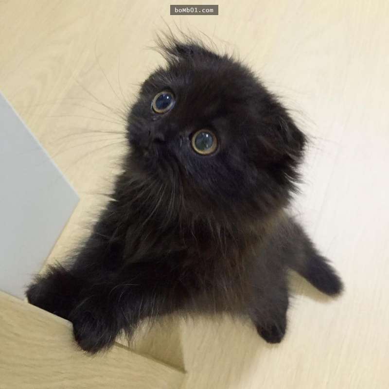 当大家以为这只超会卖萌的小猫「无法更蓬松可爱」时,它长大后的「小