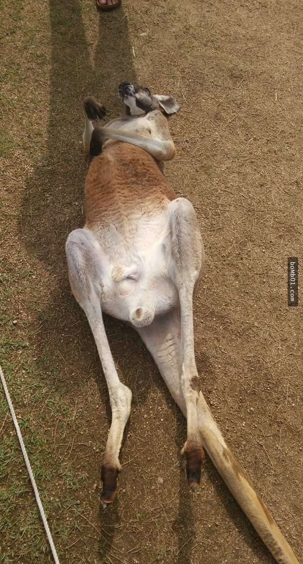 他在日本动物园惊见一只水豚君整个瘫倒在地上,慌张靠近查看后却忍不