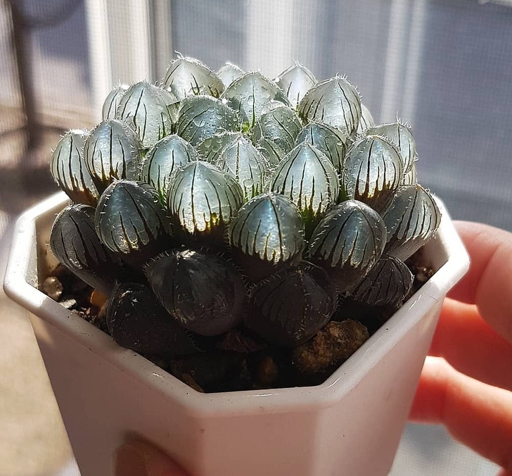 像種一盆小水晶 超萌植栽 透明感多肉 正夯肥美葉片越看越療癒 Bomb01 像種一盆小水晶 超萌植栽 透明感多肉 正夯肥美葉片越看越療癒 Bomb01