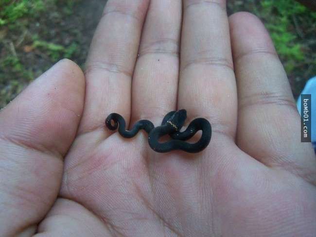 这25张迷你蛇的写真照,就算是怕蛇的人也会一张一张的把它看完…冷血