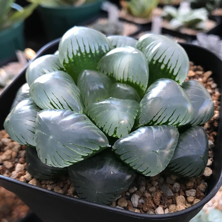 像種一盆小水晶 超萌植栽 透明感多肉 正夯肥美葉片越看越療癒 Bomb01 像種一盆小水晶 超萌植栽 透明感多肉 正夯肥美葉片越看越療癒 Bomb01