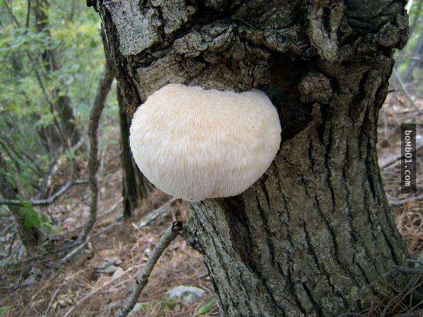 很多人都吃过猴头菇,没想到它竟然长得这么可爱!