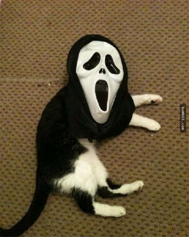 17只惨遭主人强迫戴上各种恶搞面具的「惊奇毛小孩」!