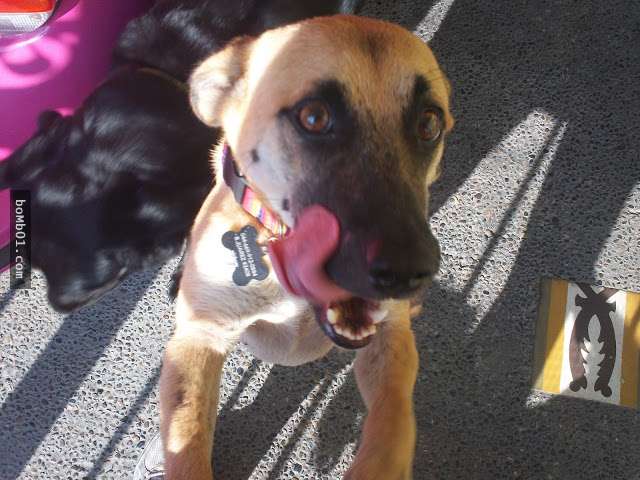 这只狗狗在死亡之门前独自徘徊,没有人注意到它,直到有一天这个人路过