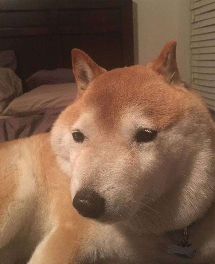 30張證明 柴犬就是一種搞笑生物 的激萌照片 Bomb01 30張證明 柴犬就是一種搞笑生物 的激萌照片 Bomb01