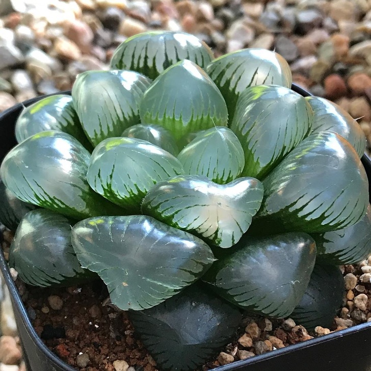 像種一盆小水晶 超萌植栽 透明感多肉 正夯肥美葉片越看越療癒 Bomb01 像種一盆小水晶 超萌植栽 透明感多肉 正夯肥美葉片越看越療癒 Bomb01