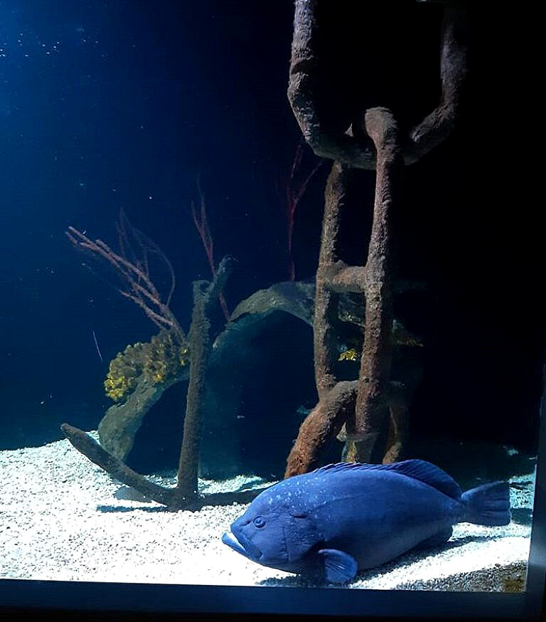 吃貨石斑吃光 所有室友 魚缸只剩牠一隻 飼育員無奈 牠覺得很孤單 Bomb01 吃貨石斑吃光 所有室友 魚缸只剩牠一隻 飼育員無奈 牠覺得很孤單 Bomb01