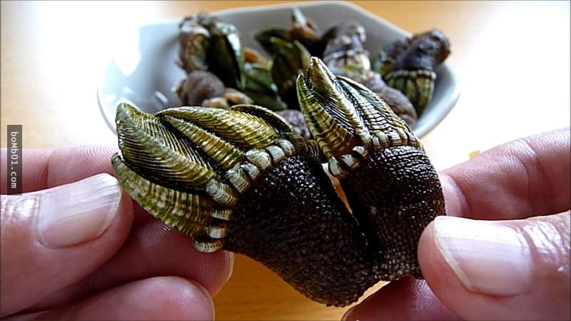 這位日本人試吃超獵奇食物 龜之手 壓碎殼取出肉那一幕只有心臟最大顆的人才能看下去 Bomb01