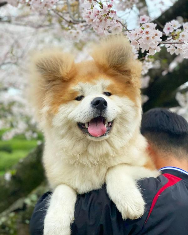 不是ps修圖 日本秋田犬離奇長出 米老鼠耳朵 嚴肅臉可愛到犯規 Bomb01 不是ps修圖 日本秋田犬離奇長出 米老鼠耳朵 嚴肅臉可愛到犯規 Bomb01