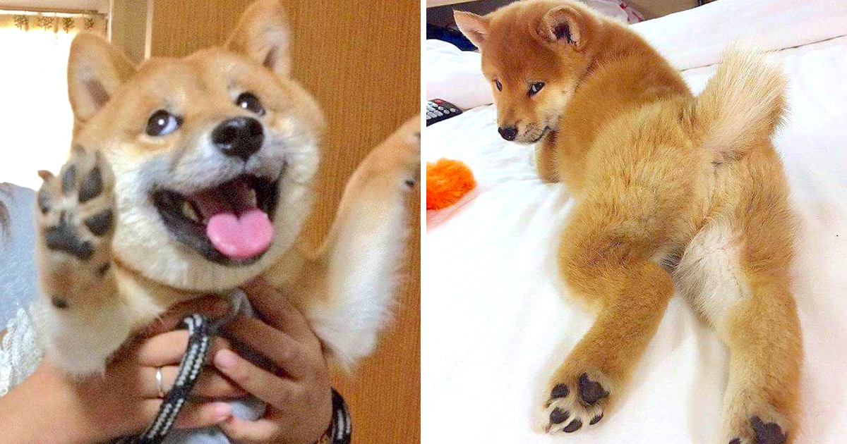 30張證明 柴犬就是一種搞笑生物 的激萌照片 Bomb01 30張證明 柴犬就是一種搞笑生物 的激萌照片 Bomb01
