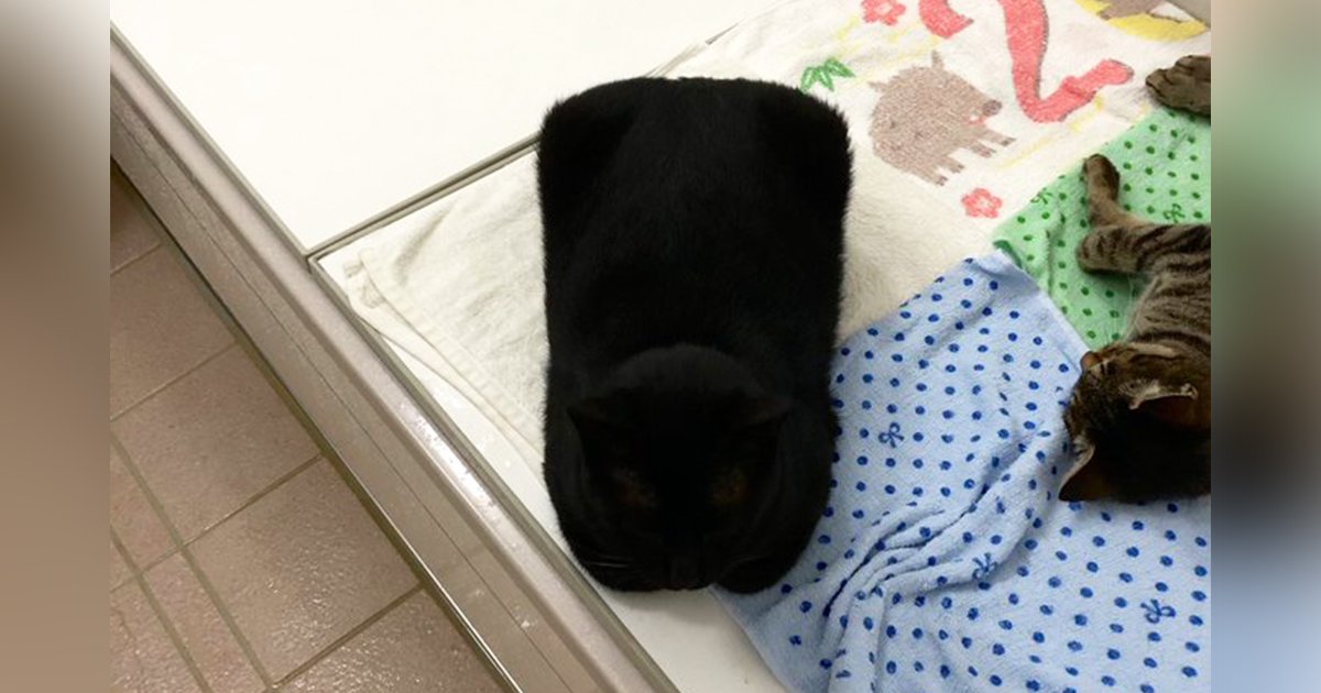 誰說貓是液體 家中出現整齊 方形貓 主人調高亮度網笑噴 什麼pose啦 Bomb01