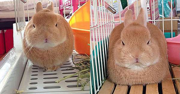 圆形方形三角形通通难不倒的变形兔,哪一种都萌到让人心脏快要停止啊!