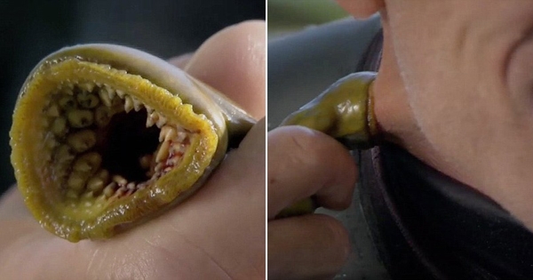 他将已经「剥皮又砍头」的鳗鱼放上烤炉洒上盐巴,接下来的「超惊悚